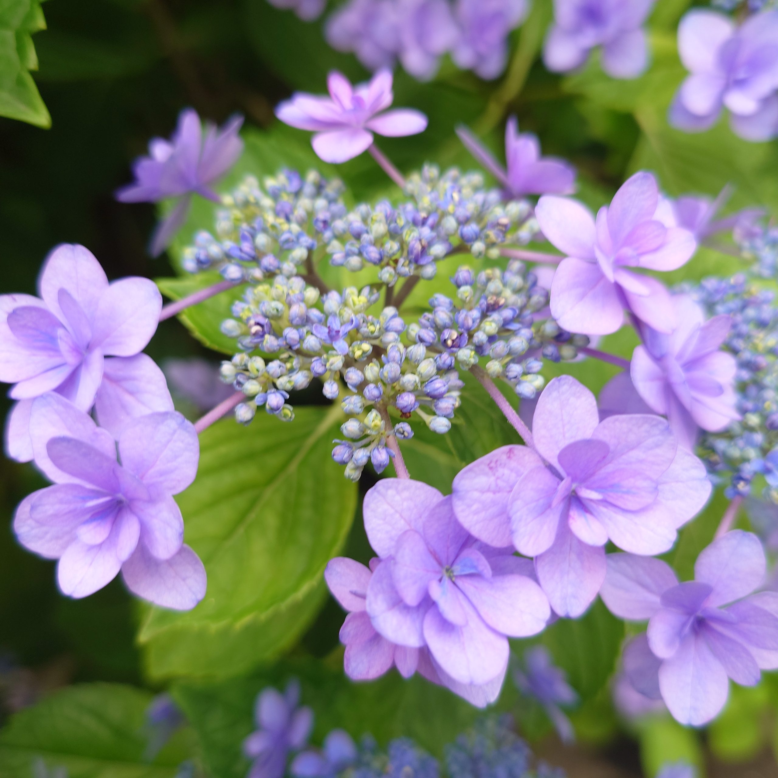 紫陽花　Hydrangea