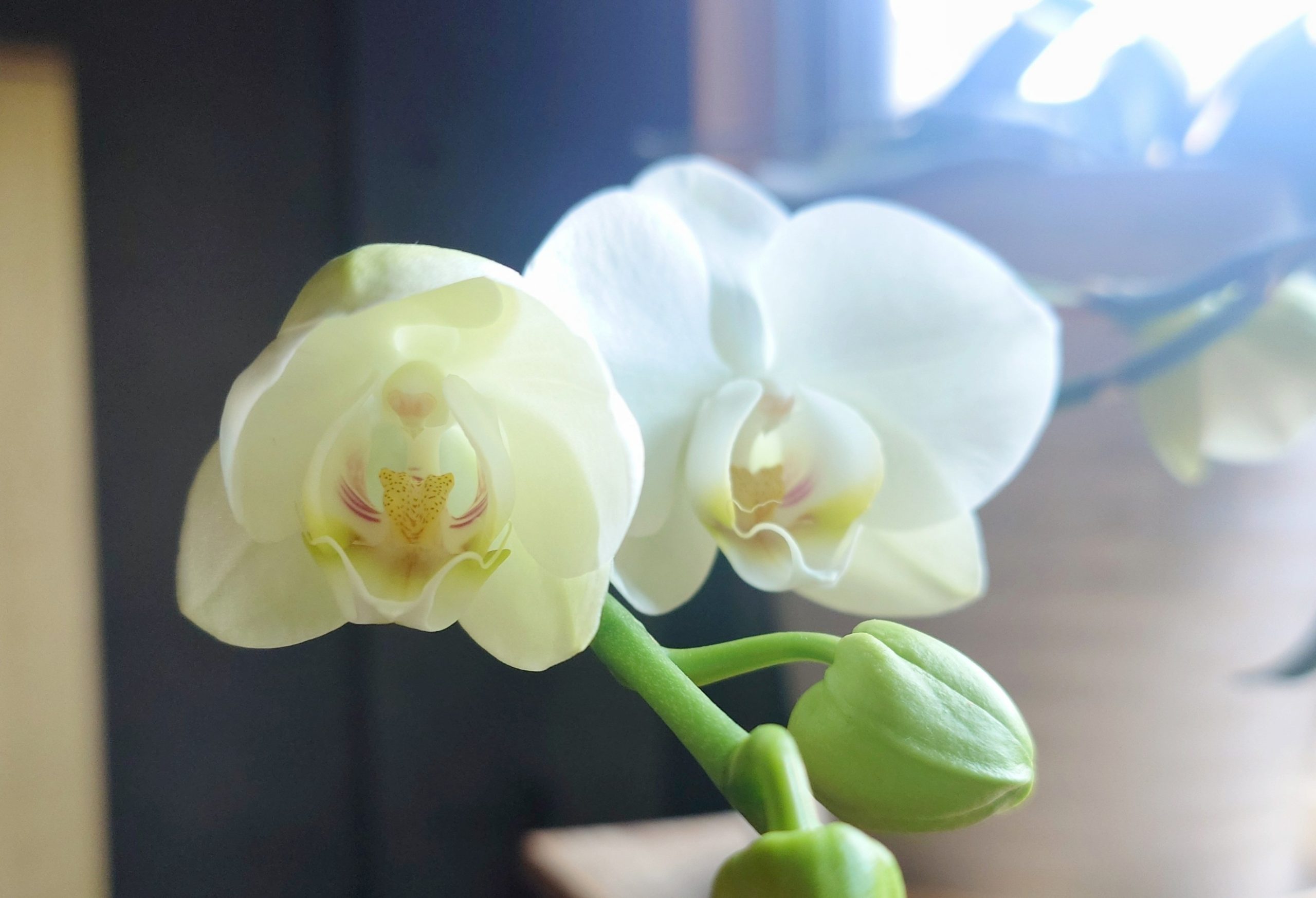 3年目の蘭 3rd-year orchid