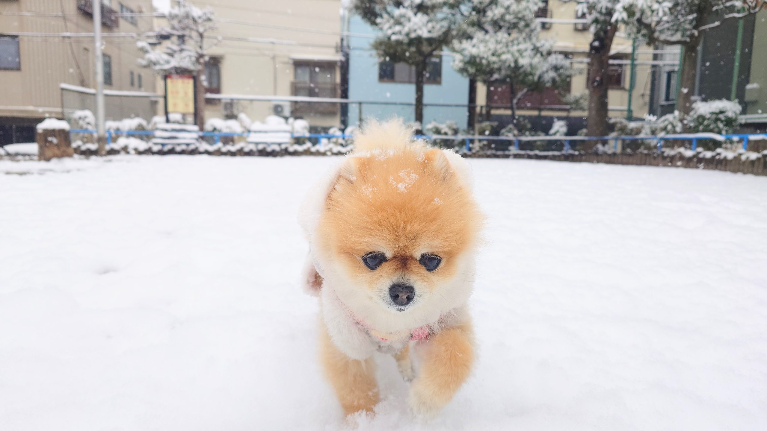 雪の日のﾋﾟﾋﾟﾀﾝ　Pipi-tan in a snowing day
