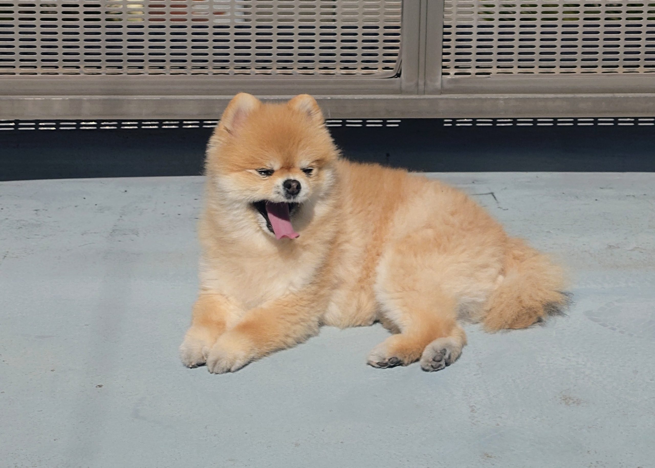 ﾋﾟﾋﾟﾀﾝ、日向ぼっこ　Pipi-tan basking in the sun