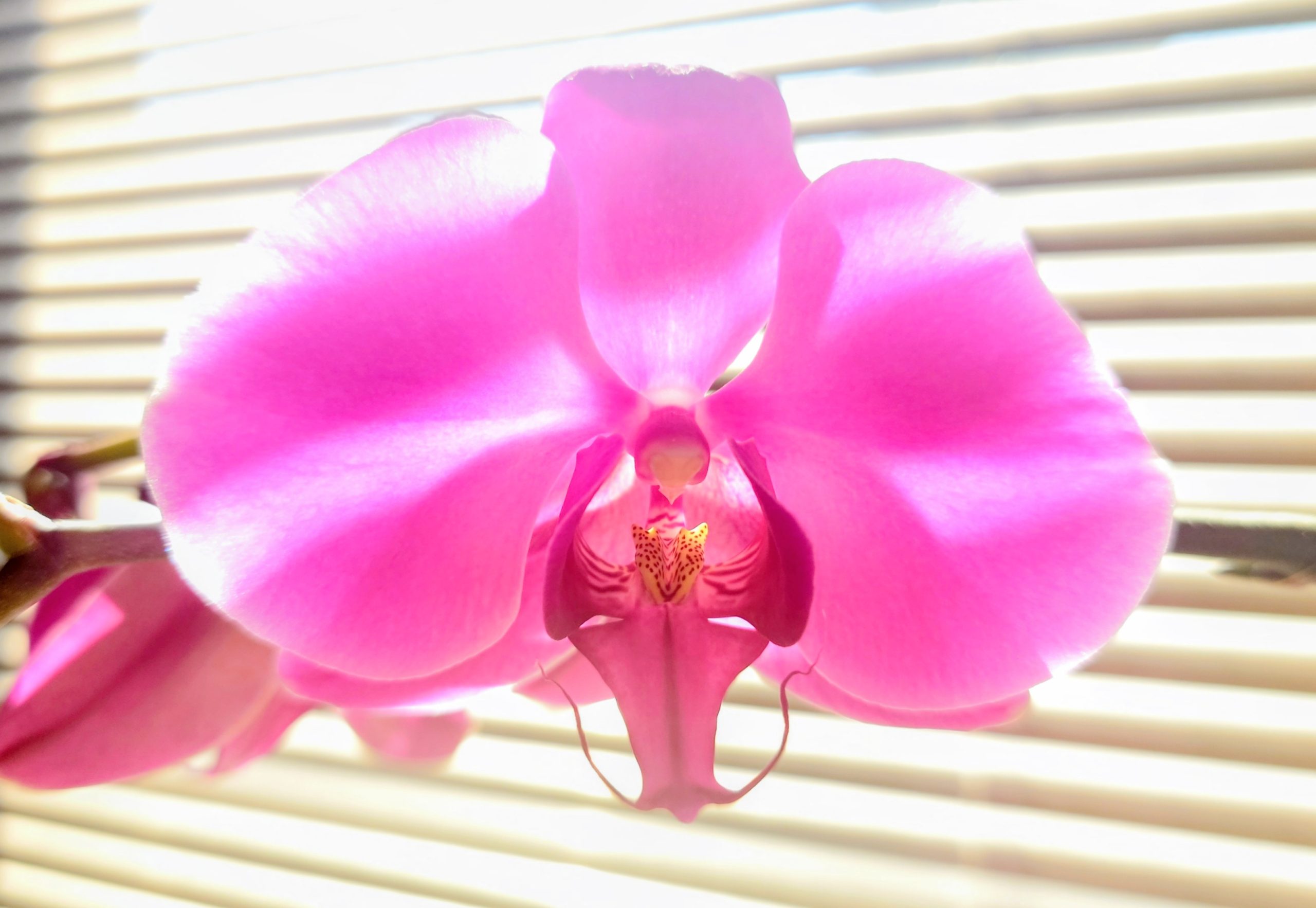 もうひとつの蘭　Another orchid