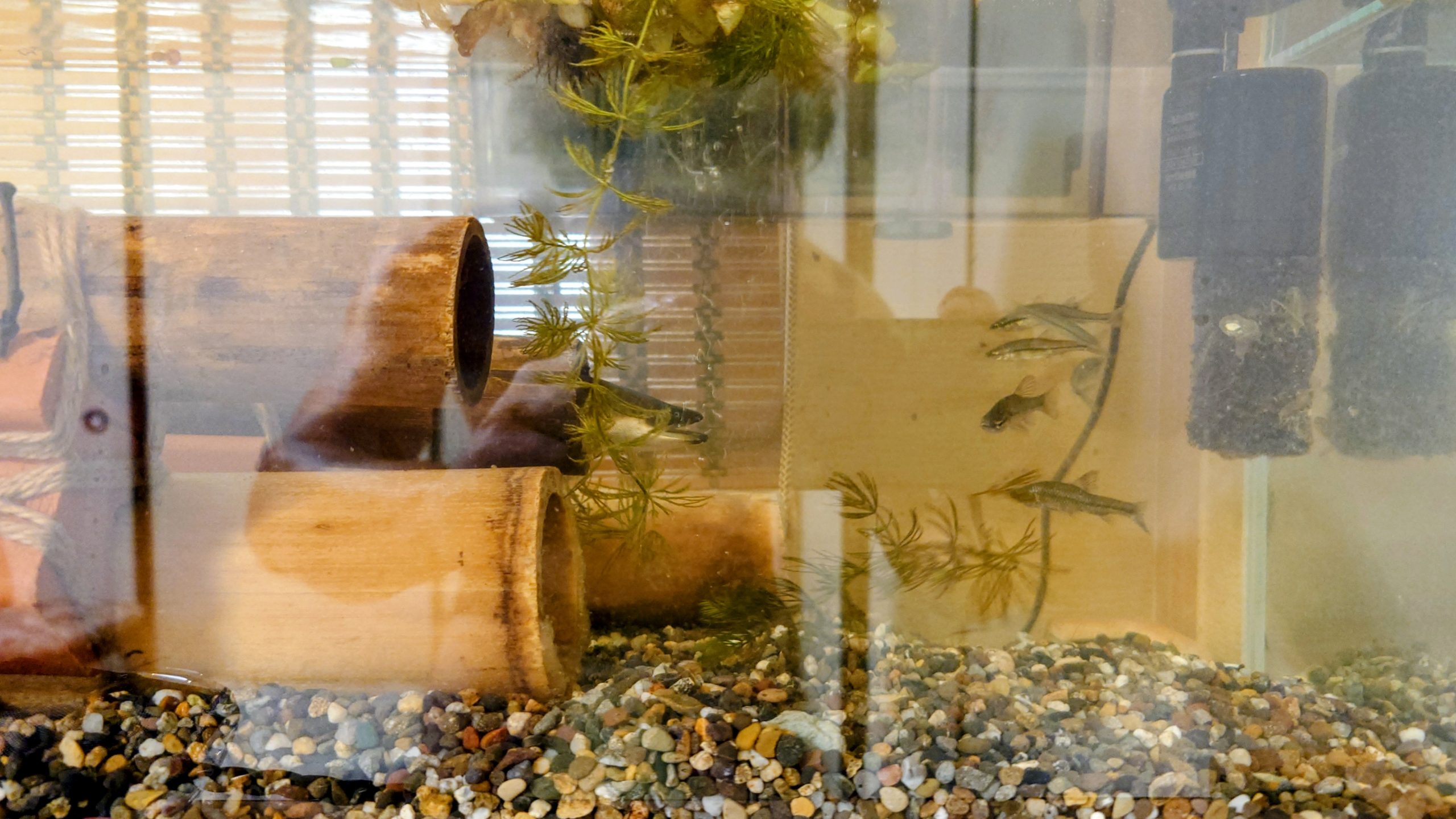 日曜日はクチボソ釣り　Kuchiboso fishing on Sundays