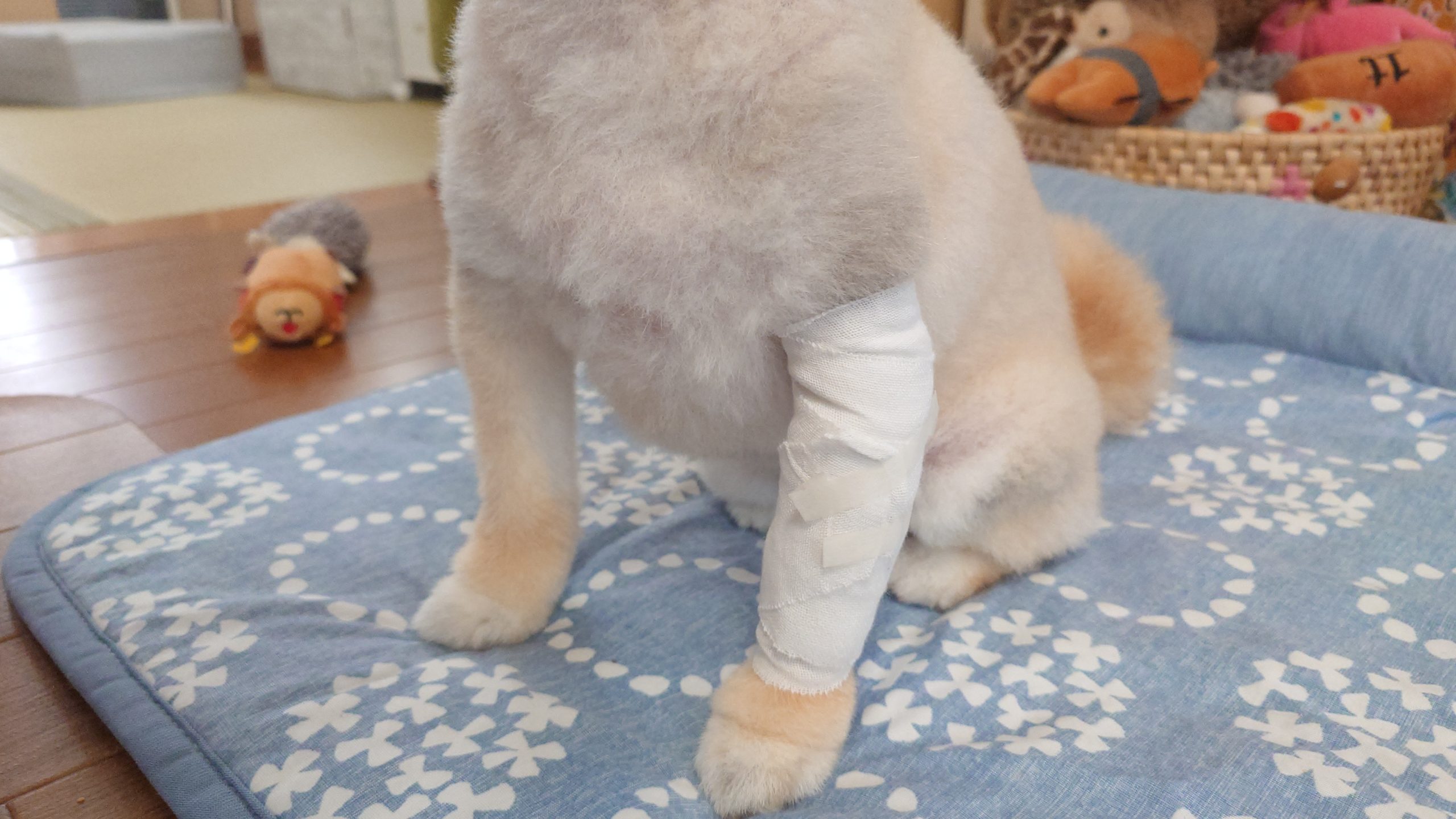 ﾋﾟﾋﾟﾀﾝ、捻挫しました！Pipi-tan SPRAINED !