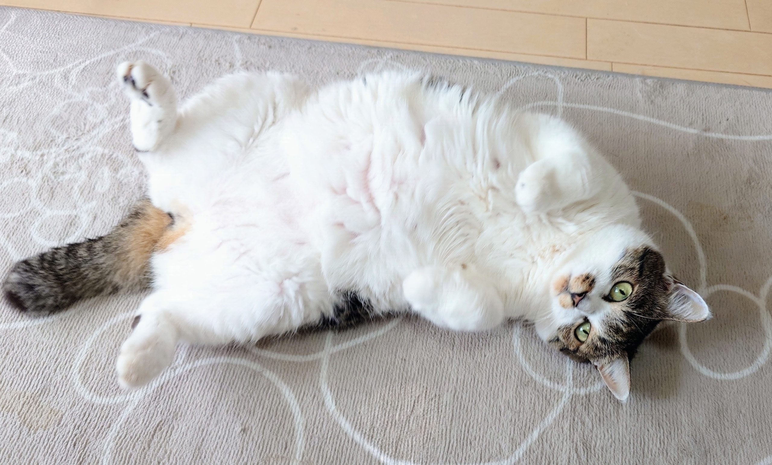 すーちゃん　Su-chan
