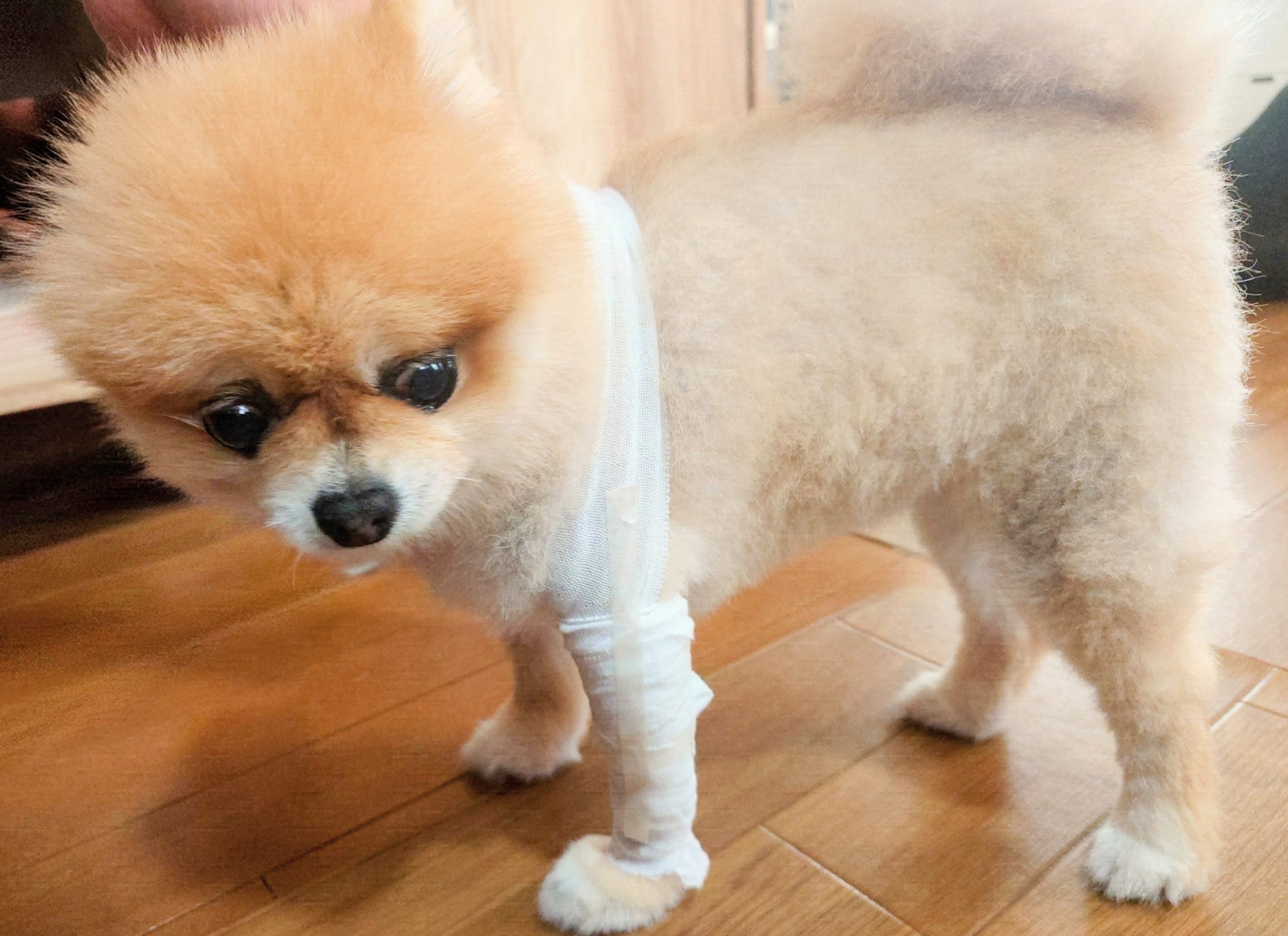 ピピタン再負傷! Pipitan re-injured !