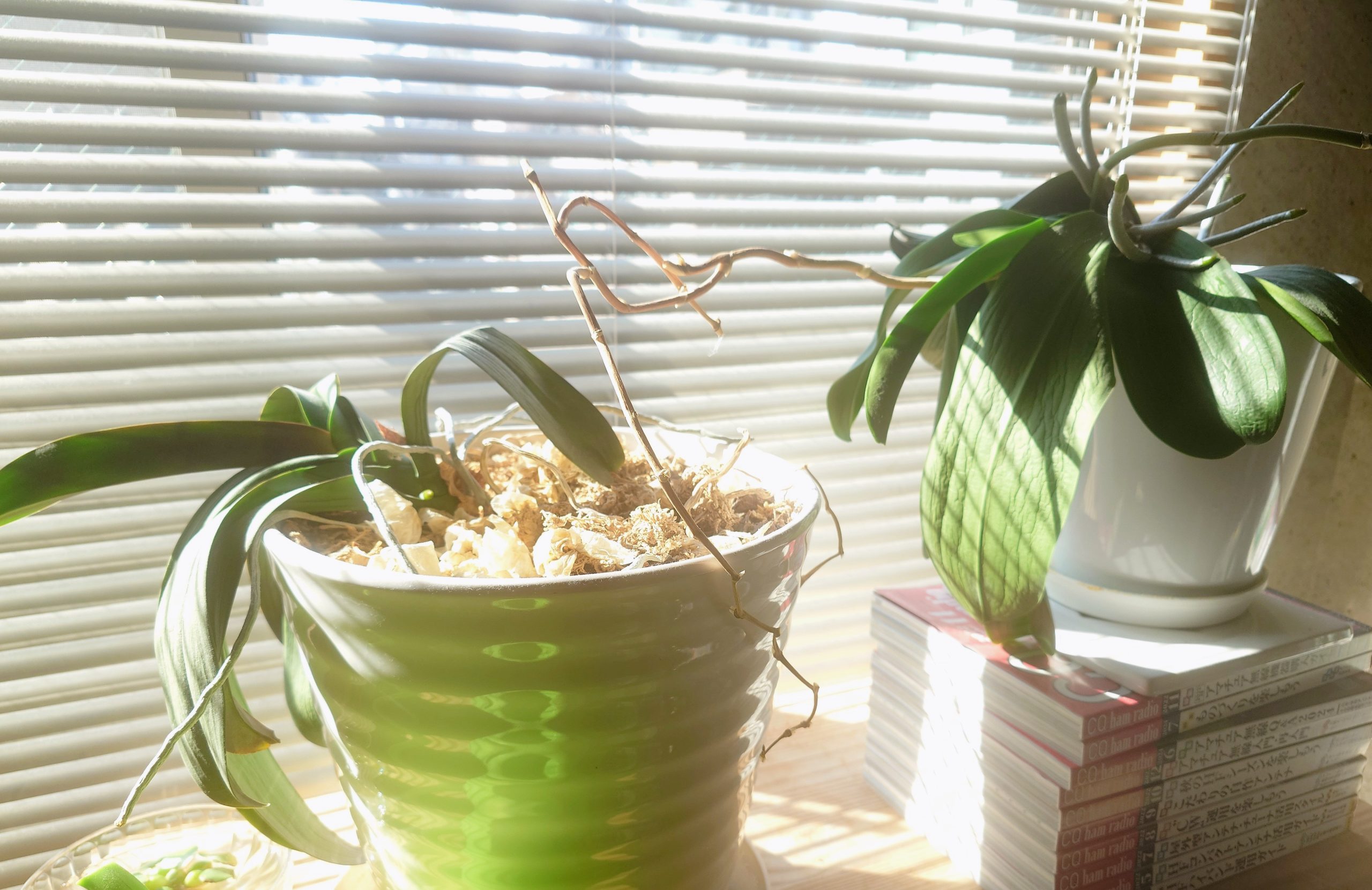 最近の蘭 Recent orchids