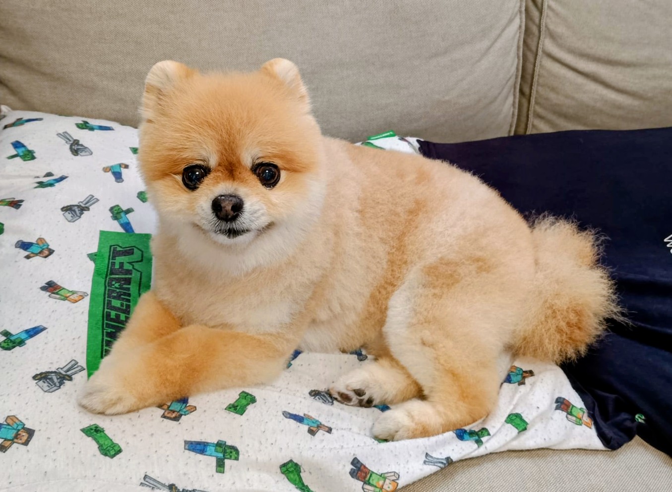 ﾋﾟﾋﾟﾀﾝ春カット　Pipitan Spring Haircut