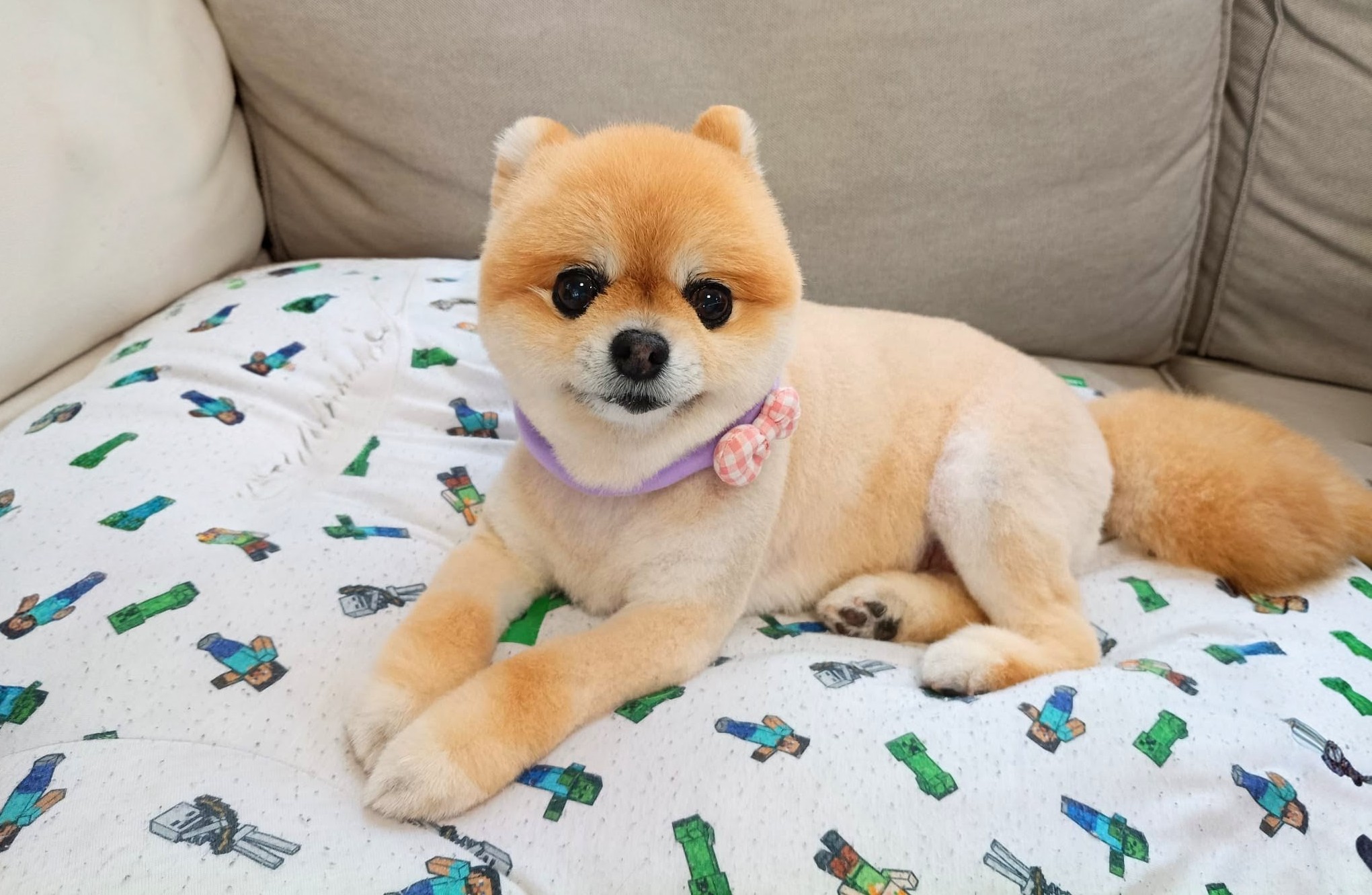 ピピタン、サマーカット Pipi-tan, Summer cut